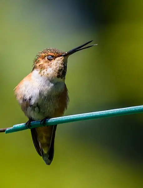 Flirtatious Hummingbird by jgpittenger