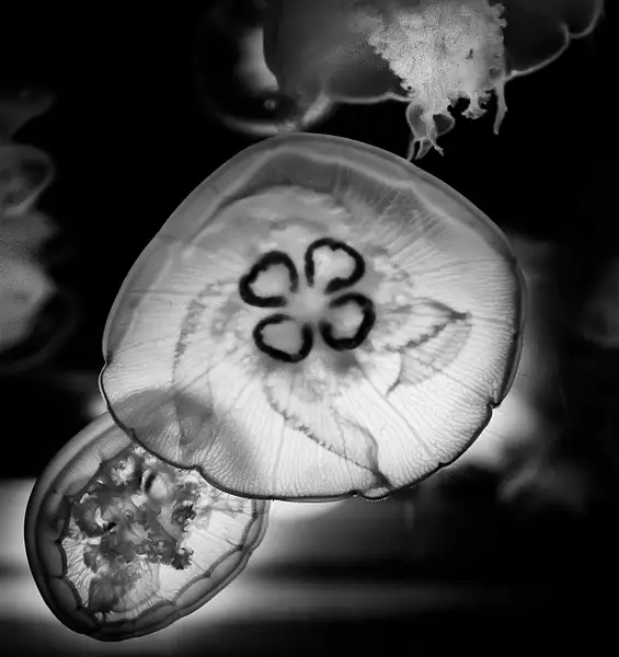 More Jelly Fish by jgpittenger