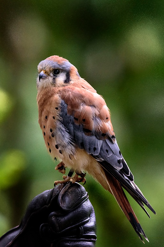 American Kestrel A Little Nervous with the Attention