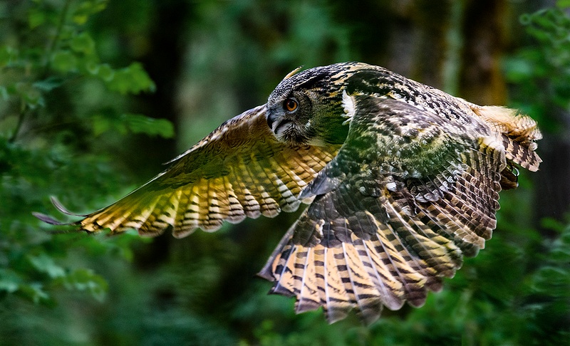 Eagle Owl In Flight