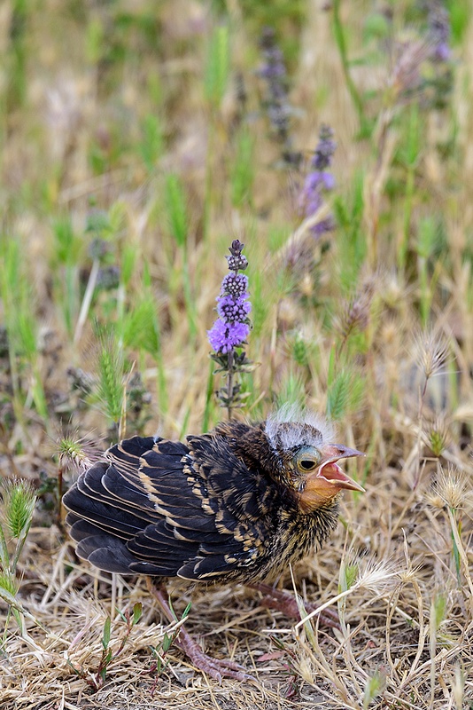Red Winged Blackbird Baby Lost His Mother