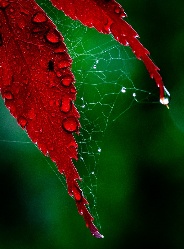 Spider, Web and Droplets