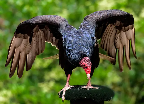 Turkey Vulture Posing by jgpittenger
