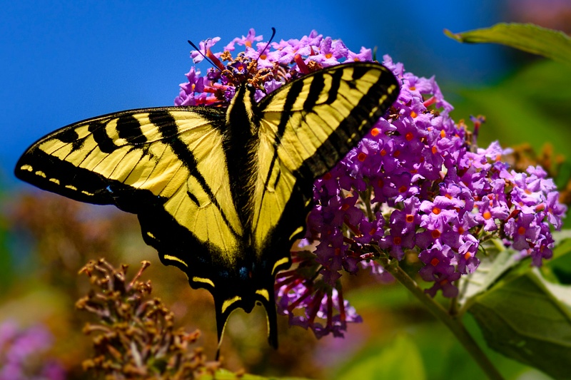 Swallowtail Spreads His Wings 1 of 1)