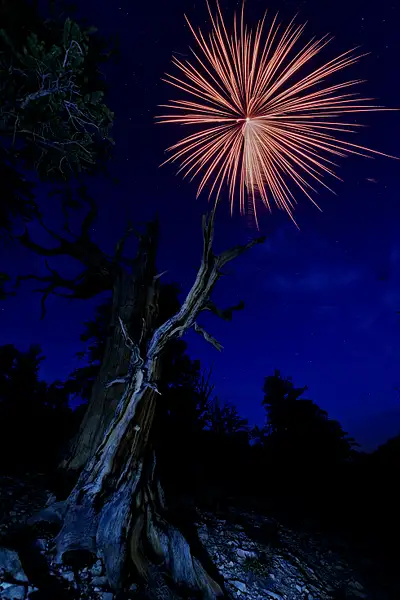 Bristlecone Pine for Fireworks by jgpittenger