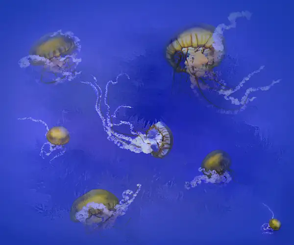 Jelly Fish Composite by jgpittenger