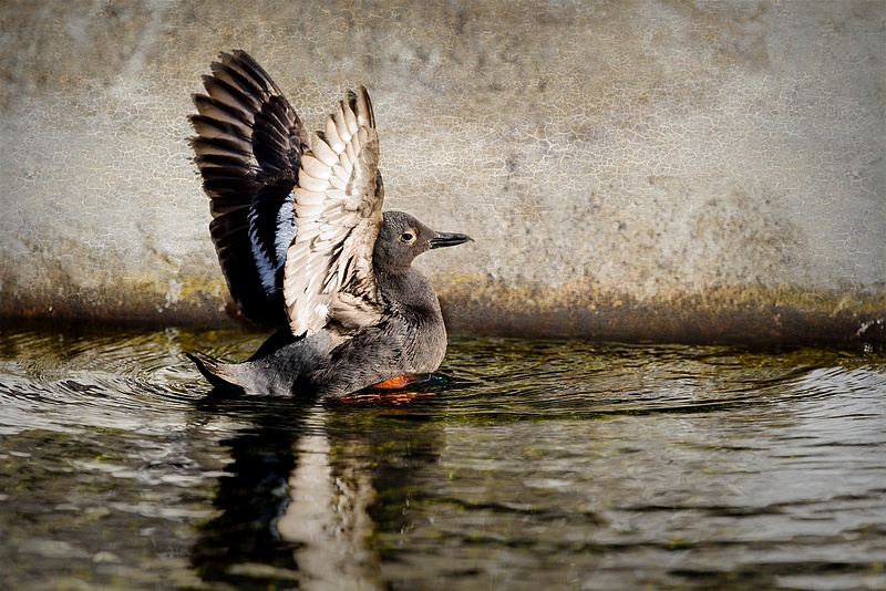 Pigeon Guillemot Landing