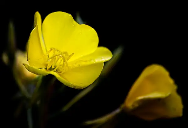 Yellow Flowers by jgpittenger