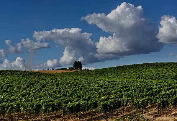 Dust Rising in the Far Field At the Vineyard by...