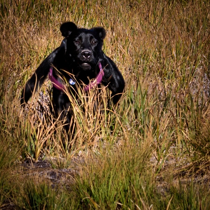 Pearl Running Looking Like a Bear
