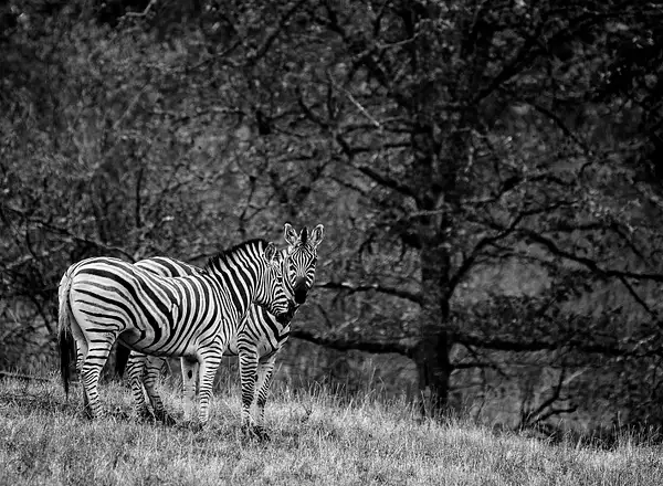 Black and White Zebras by jgpittenger