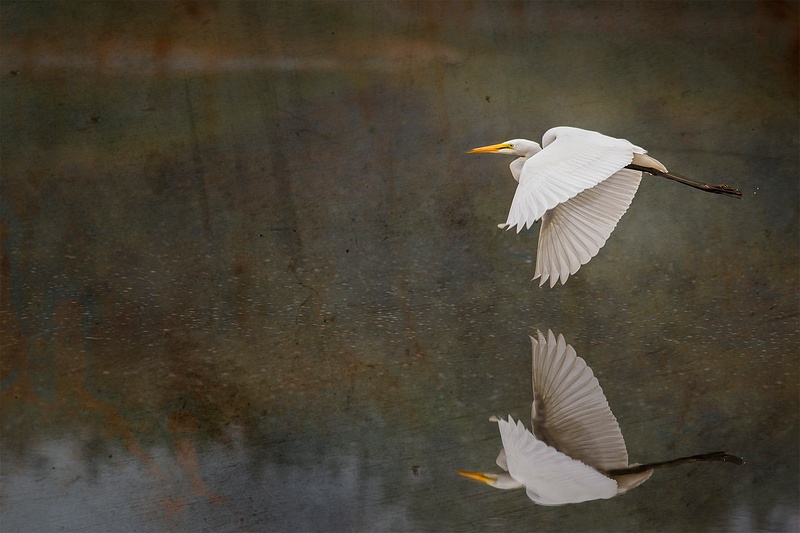 Reflected Flying White Egret textures