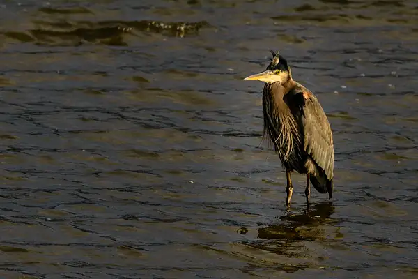 Blue Heron Bad Hair Day by jgpittenger