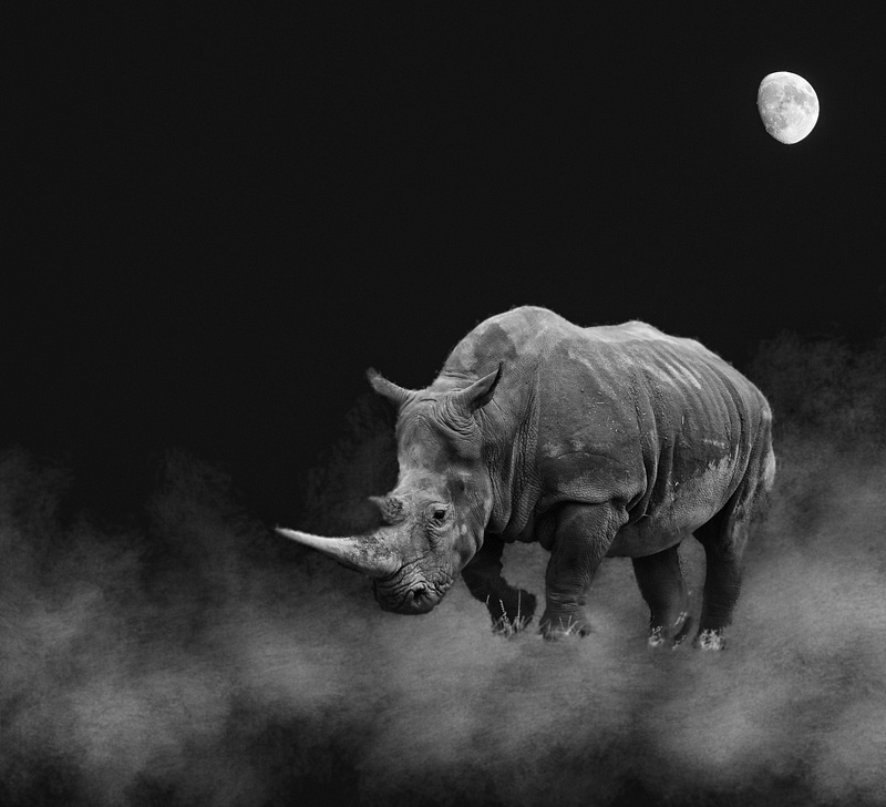Rhino Dreams