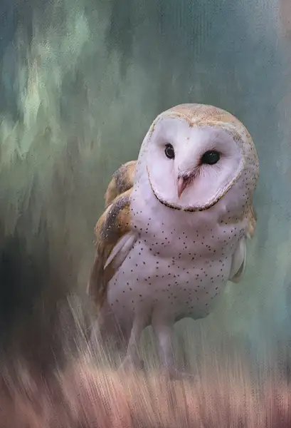 Barn Owl by jgpittenger