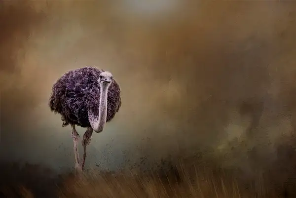 Ostrich by jgpittenger