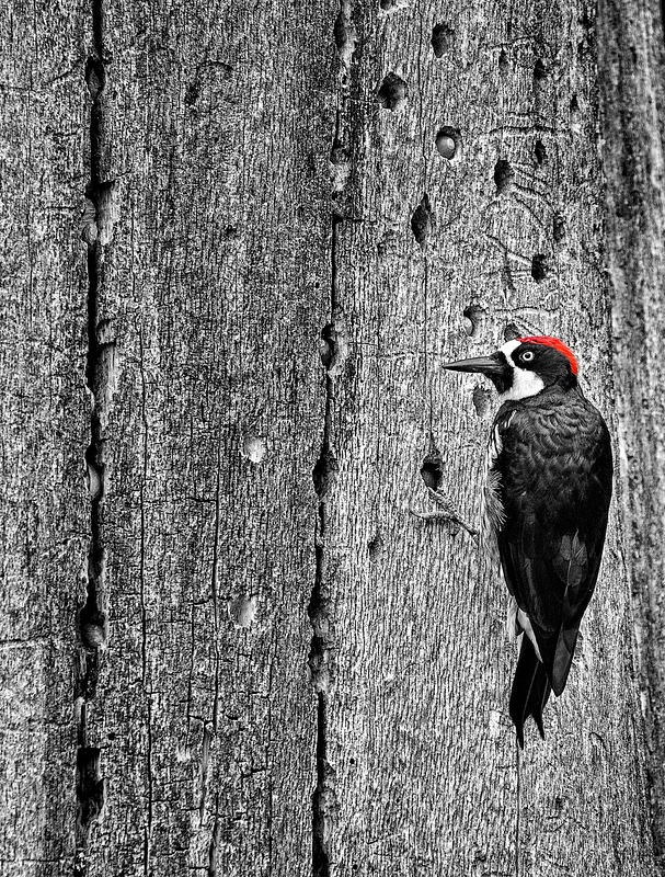 Acorn Woodpecker Storing Food for Winter