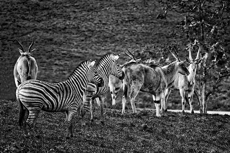 Black and White Zebras and Cape Elands