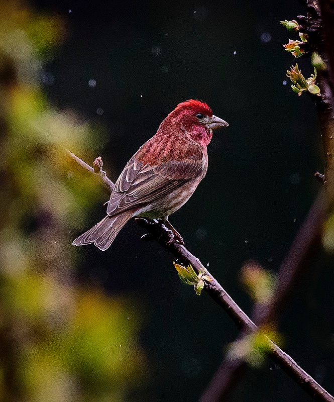 Purple Finch Sitting in the Rain