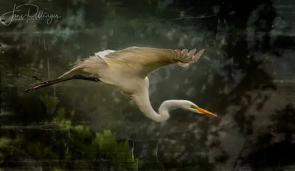 Flying_White_Egret_with_Textures by jgpittenger