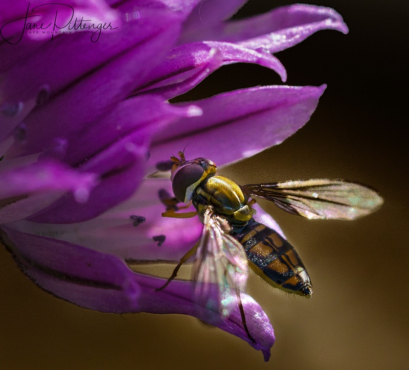 Hoverfly In Chive Flower