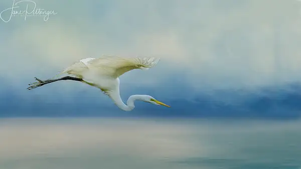White_Egret by jgpittenger