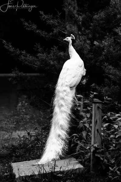White Peacock B and W by jgpittenger