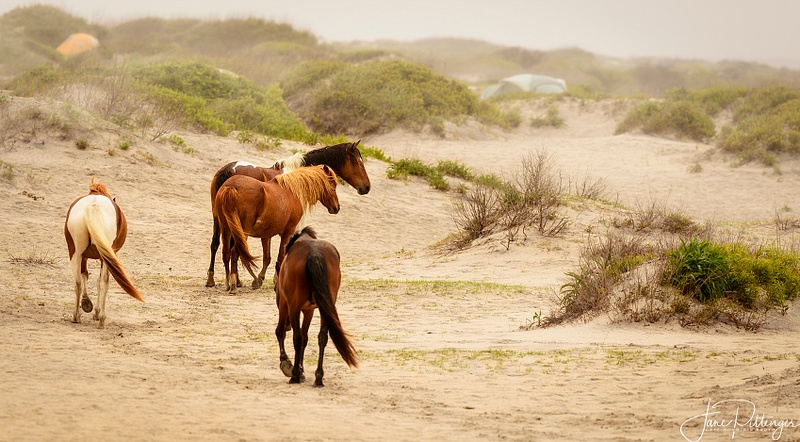 Wild_Horses_Traveling_to_the_Beach