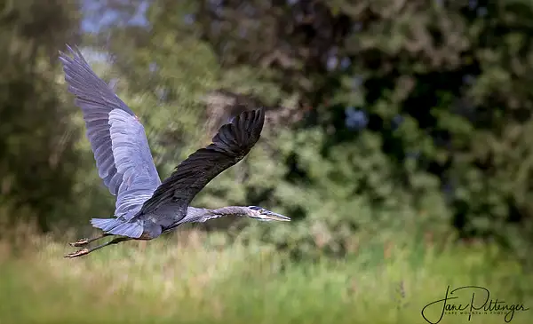 Heron Flying 3 by jgpittenger