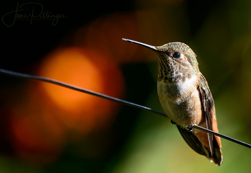 Hummer Sittiing On a Wire with Bokeh