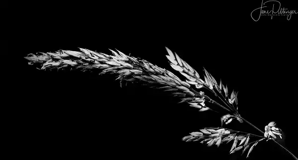 Black_and_White_Grass_Seeds by jgpittenger