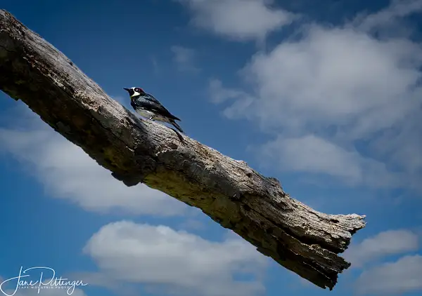 Acorn_Woodpecker by jgpittenger