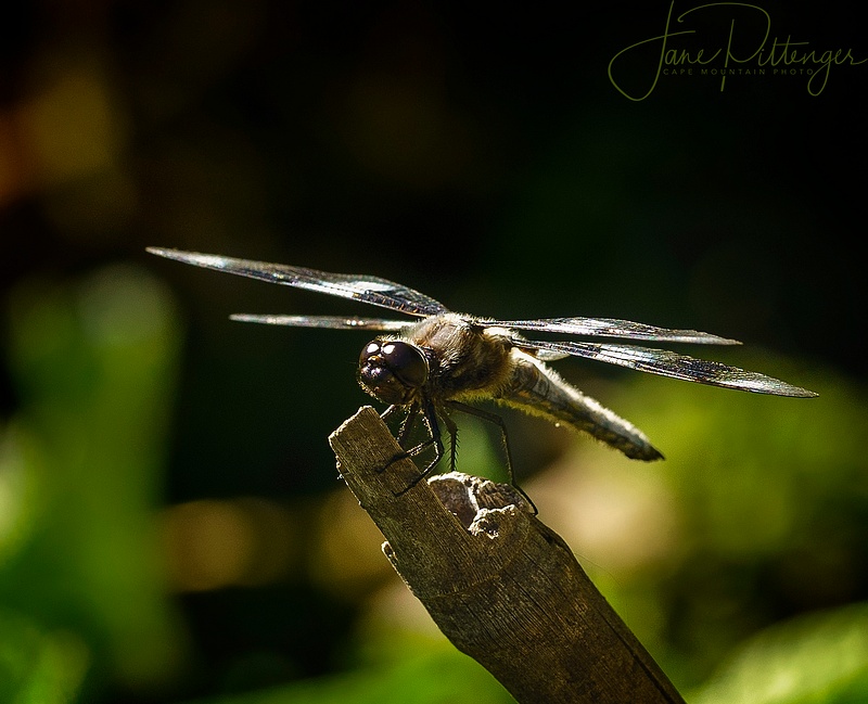 Dragonfly Taking A Stand