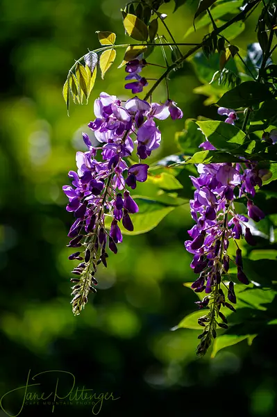 Late Summer Wisteria by jgpittenger