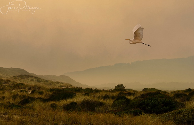 White Egret Flying in the Smokey Evening Light