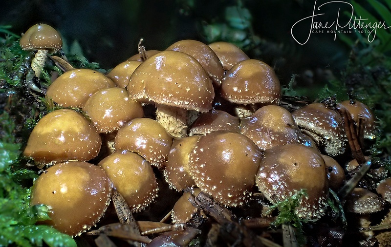 Fungus Cluster