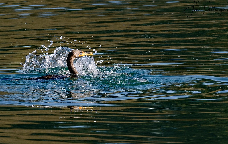 Cormorant Making A Splash_