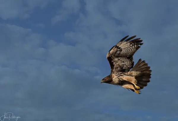 Unidentified Hawk Flying by jgpittenger