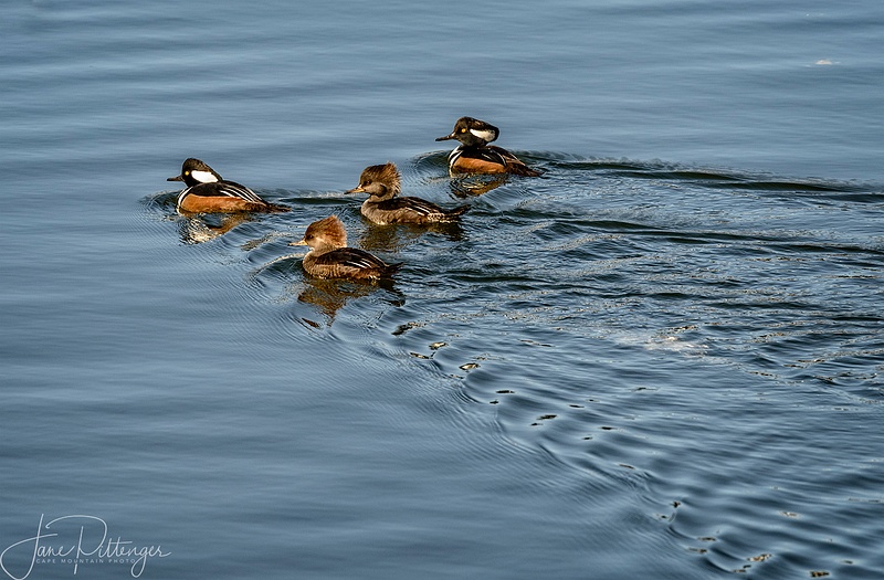 Two Hooded Merganzer Pairs Out for a Swim in the Sunlight