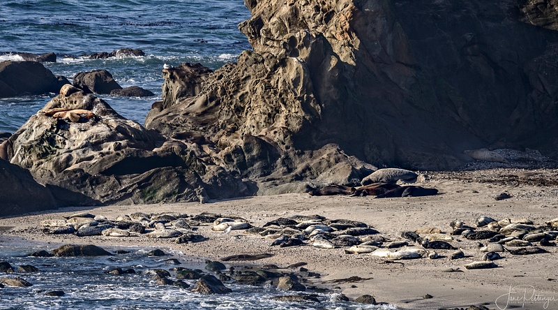 Sea_Lions_Sleeping_in_the_Midday_Sun