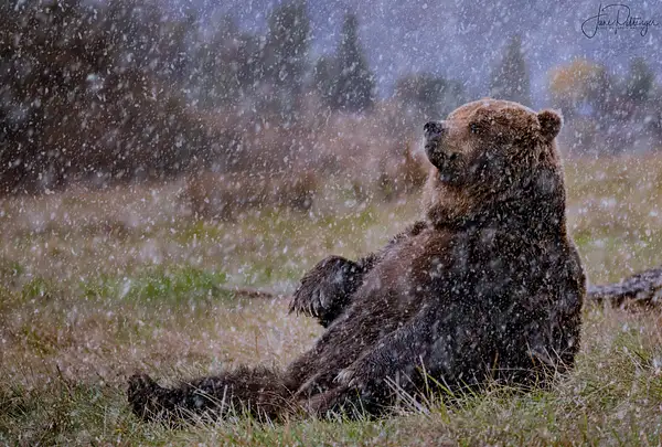 Bear Meditating In the Snow by jgpittenger