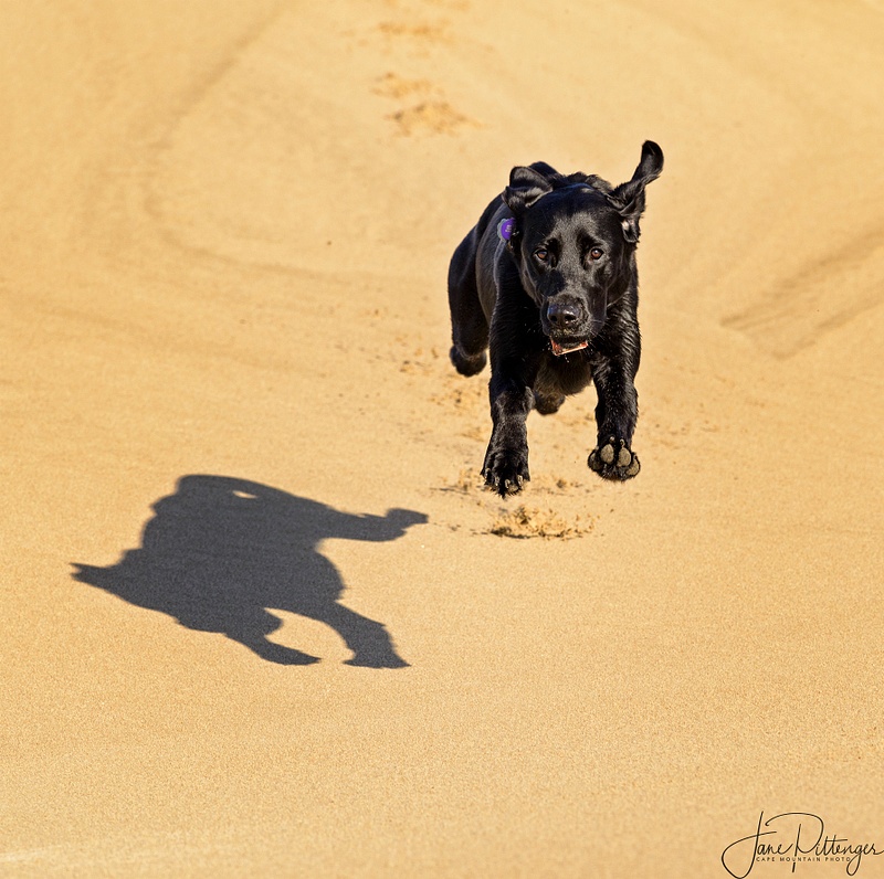 Pearl_Leaping_On_the_Dunes_