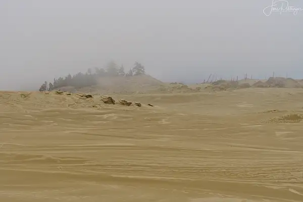 Foggy_Dune_Day_ by jgpittenger