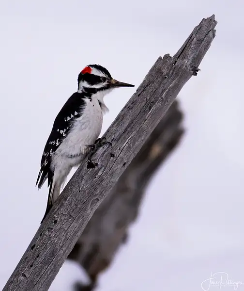 Hairy_Woodpecker_In_the_Snow_ by jgpittenger