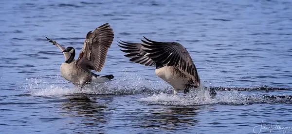 Canadian_Geese_Pair_Coming_in_for_a_Landing by...
