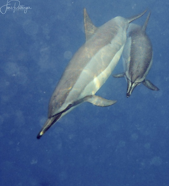 Mother and Baby Dolphin