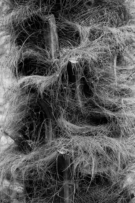 Palm Hair B and W (1 of 1)