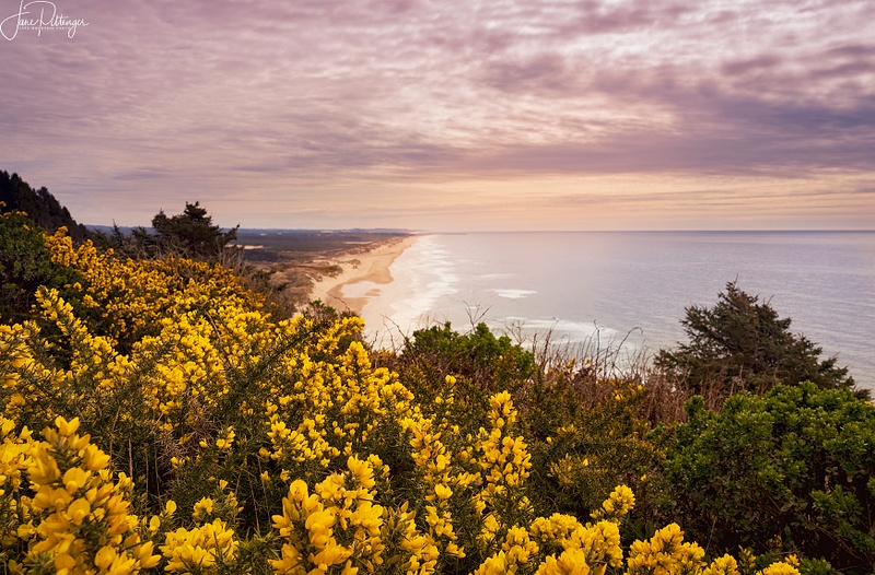 Spring Gorse Looking Down the Coast (1 of 1)