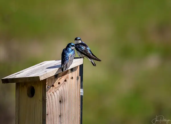Swallows Taking Time Together Before Babies Arrive (1 of...