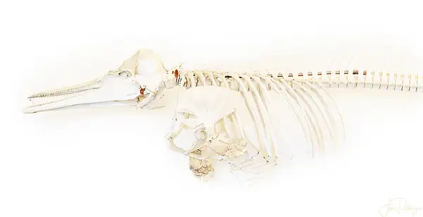 Common_Dolphin_Skeleton by jgpittenger